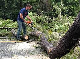 How Our Tree Care Process Works  in  Mcconnelsville, OH