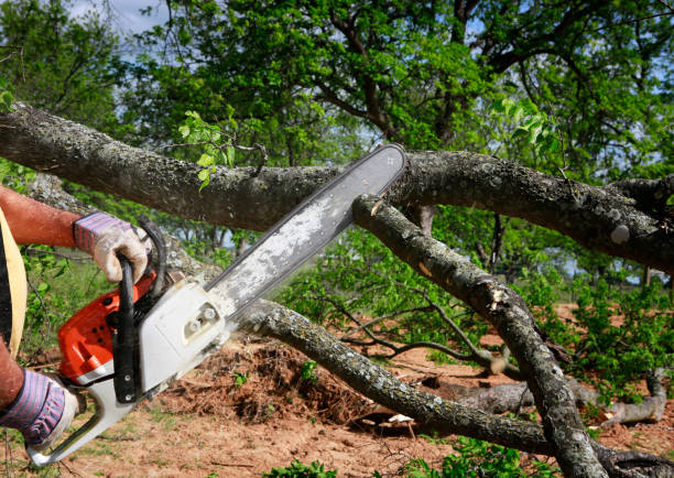 Reliable Mcconnelsville, OH  Tree Services Solutions